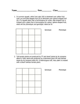 Dihybrid Cross Worksheet