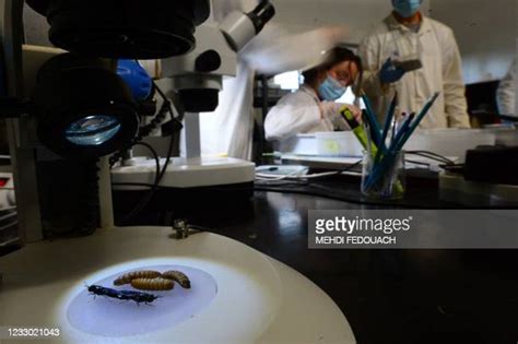 Hermetia Illucens Larvae Photos and Premium High Res Pictures - Getty Images