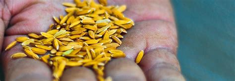 Rice Seeds | International Rice Research Institute