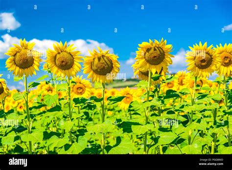 Sunflower fields in Tuscany, Italy Stock Photo - Alamy