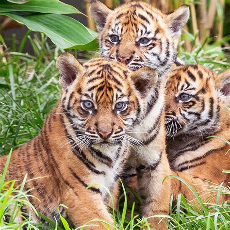 Bengal Tiger Cubs Images