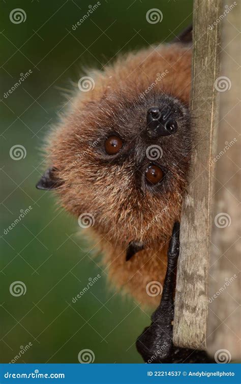 Rodrigues Fruit Bat Portrait Stock Image - Image of nostrils, wings ...