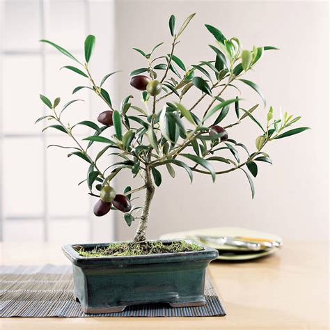 Tuscan Olive Bonsai Tree - The Green Head