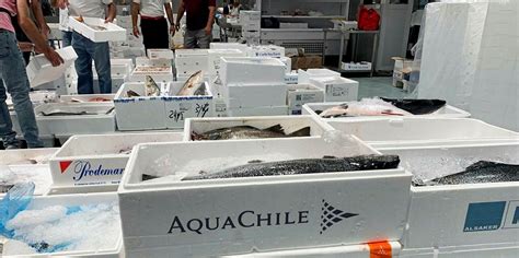 AquaChile takes on Norway with first fresh whole salmon shipments to Europe | IntraFish.com