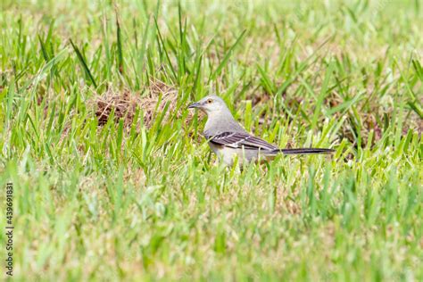 An abundant common species of mockingbird with short pointy bill and stripe tipped wings hops ...