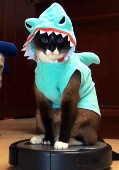 ‘Shark Cat’ Internet Hit Now Has a Song | Pet costumes cat, Pet ...