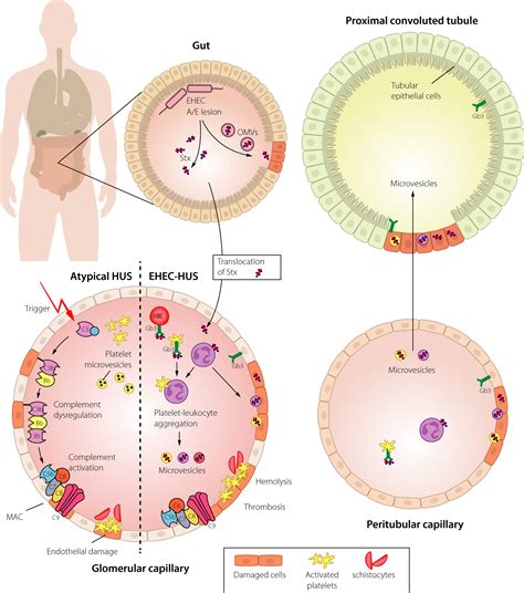 Uremia Normal