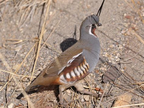 Birds of The World: New World Quail (Odontophoridae)