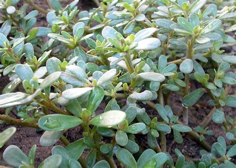 Kulfa or Purslane Cultivation; A complete information Guide - Agrovista-Farming