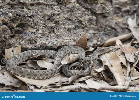 Serpiente De Spcs Del Bothrops Camuflada En Hojas Y Suciedad Imagen de archivo - Imagen de ...