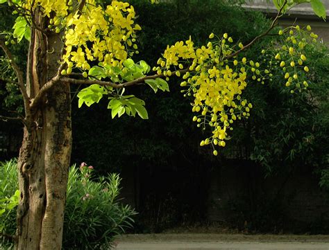 Amaltas Flower - a photo on Flickriver