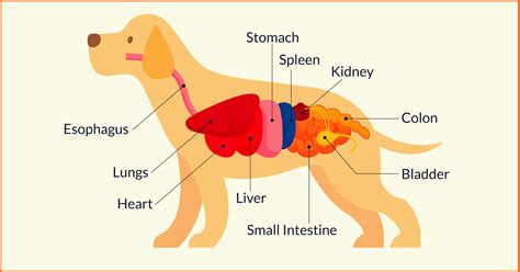 Animal Anatomy Quiz - Quiz