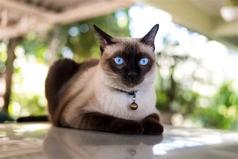 Breed Spotlight: The Siamese Cat | MetLife Pet Insurance