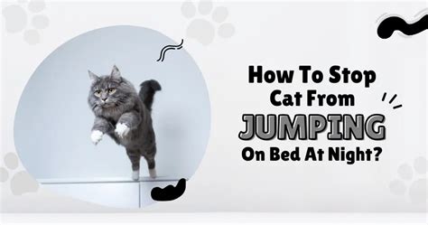 How to Stop Cat from Jumping on Bed at Night - The Fit Pets