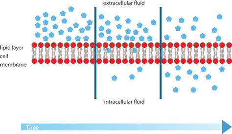 Science Clipart - diffusion-of-cell-membrane-clipart - Classroom Clipart