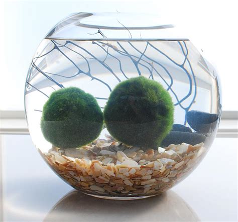 Join the Marimo Moss Ball Craze : The Perfect Indoor Water Garden • OhMeOhMy Blog