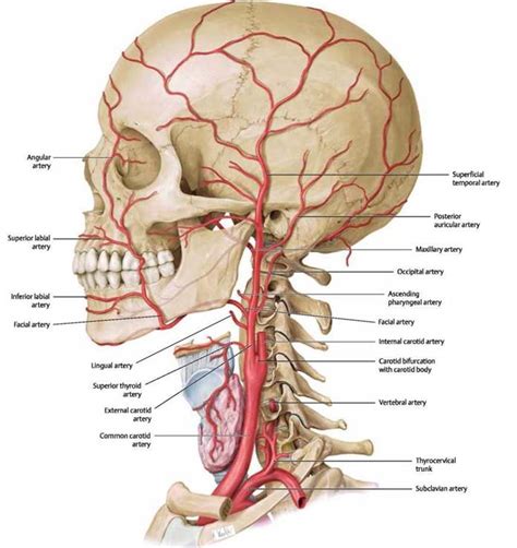 Blood Vessels of the Head and Neck - Atlas of Anatomy. Head and Neuroanatomy. Michael Schuenke