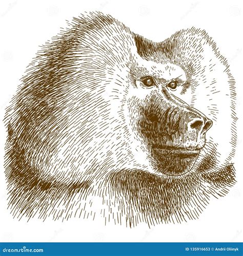 Engraving Drawing Illustration of Baboon Head Stock Vector - Illustration of primate, head ...