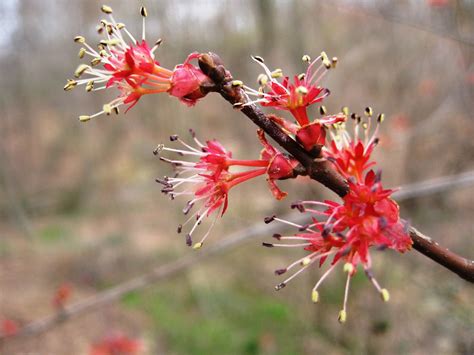 Capital Naturalist by Alonso Abugattas: Red Maple