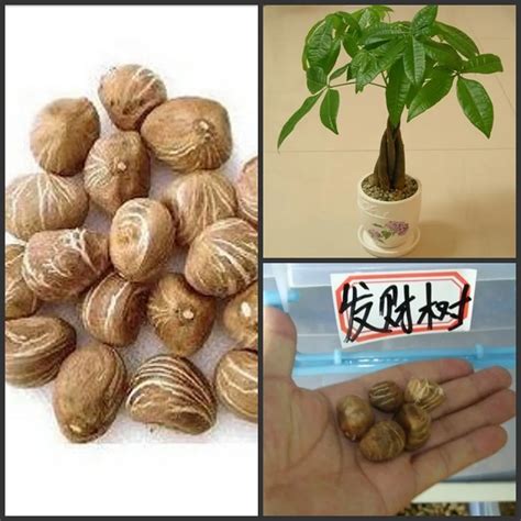 Online Buy Wholesale bonsai tree seeds from China bonsai tree seeds Wholesalers | Aliexpress.com