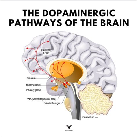 Dopamine Pathways In The Brain