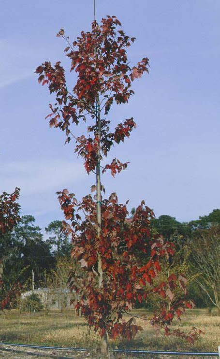 Florida Flame Maple - Tree selection - Landscape plants - Edward F ...