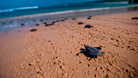 Jetski Tanjung Benoa | Pulau Penyu Tanjung Benoa | Turtle Island Bali, An Exciting Sanctuary Place