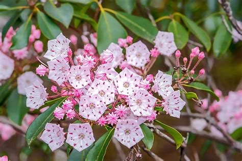 What Is The State Flower Of Illinois? - WorldAtlas