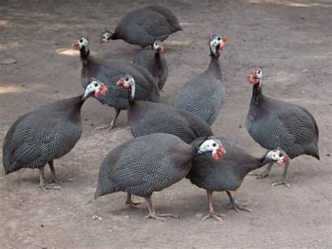 Guinea Fowl - Facts about Guinea Fowl