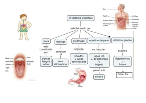 Mapa Conceptual Del Sistema Digestivo - simbolo