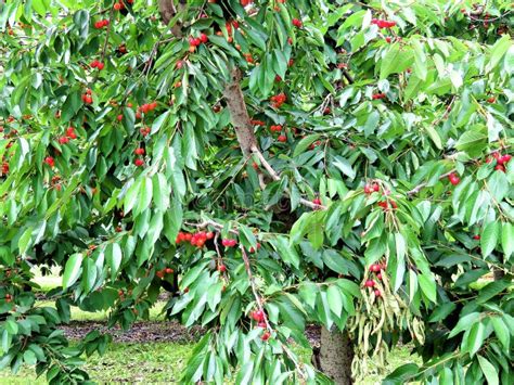 Cherry Fruits in the Tree stock photo. Image of cherryfruit - 111540650