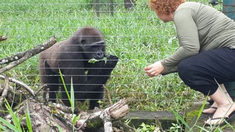 Limbe Wildlife Centre (Cameroon): Top Tips Before You Go (with Photos ...