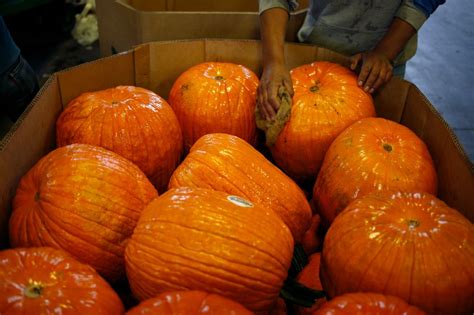 A Pumpkin Harvest At Frey Farms Inc. | Bloomberg Media Distribution