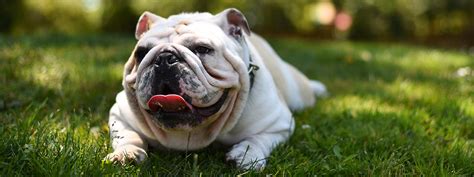 10 Dog Breeds Most Likely to Be Obese – Actijoy™