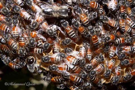 Red Dwarf Honey Bee-Apis florea | Nature, Cultural, and Travel ...