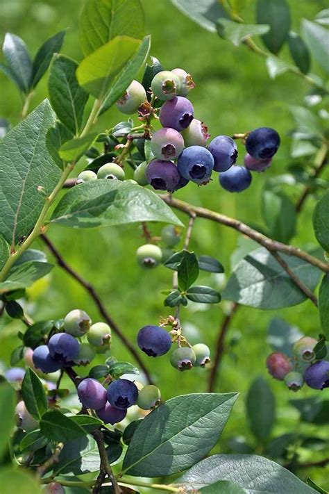 Pin by Pinner on Blueberry Farm | Berry bushes, Blueberry gardening, Blueberry bushes