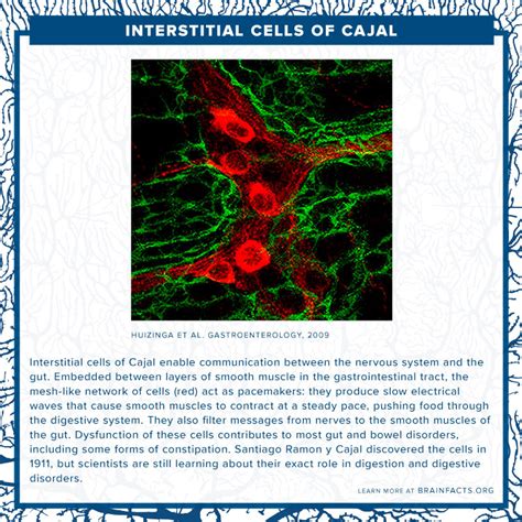 Interstitial Cells of Cajal