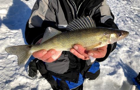 Fishing in LAKE OF THE WOODS: The Complete Guide