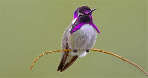 Interesting Facts About Hummingbirds | PetHelpful