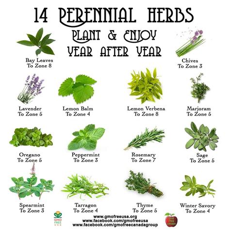 Printable Medicinal Herb Chart