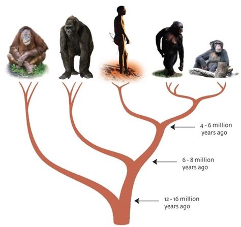 Jeff's Lunchbreak: Understanding Evolution - How Humans and Apes Fit ...