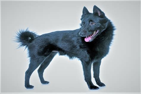 Schipperke Colors | Characterstics and More