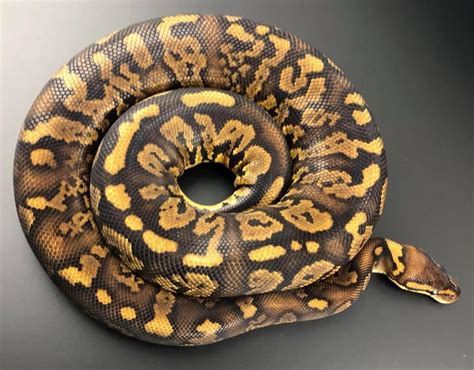 NEW Breed Tornado Ball Python | Reptile Forums