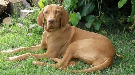 Vizsla – Dog Breed Information, Temperament & Facts - Petmoo