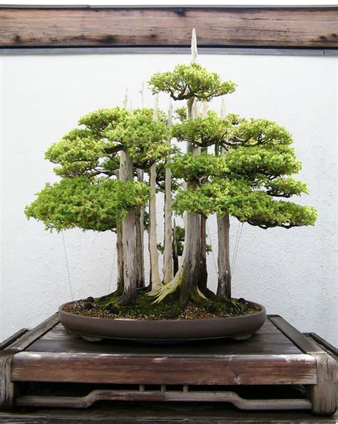 40 Of The Most Beautiful Bonsai Trees Ever | Bored Panda