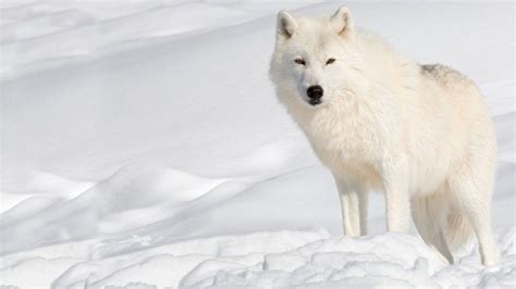 Arctic Wolf Wallpapers - Wallpaper Cave