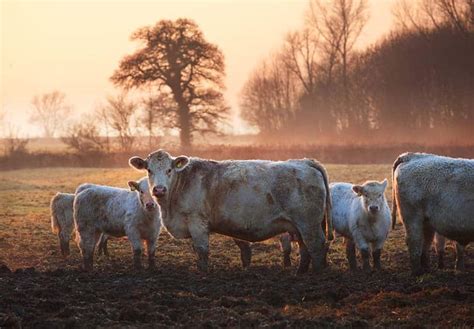 Beef Shorthorn Cattle Breed: Facts, Pictures, Uses, Origins ...