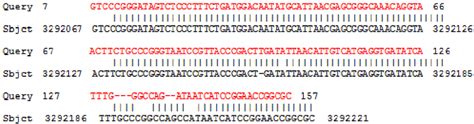 BLAST alignment results of query nucleotide sequences (Ez188 in red)... | Download Scientific ...