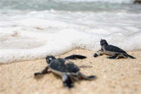 Sea Turtle Nesting Beaches — SEE Turtles