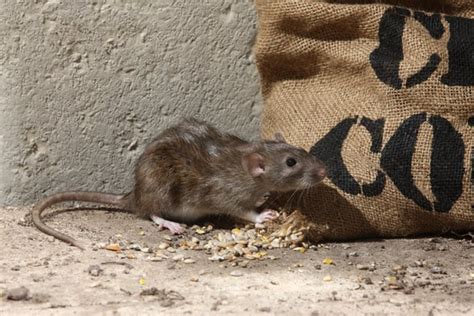 Norway Rat Prevention and Control - Plunkett's Pest Control